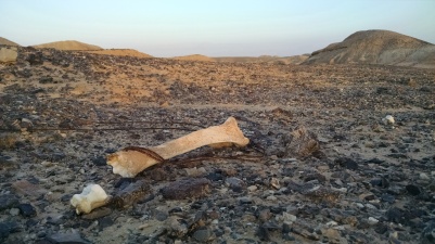 Camel bones in the desert