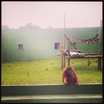 Everyone wants a handout. Orangutan