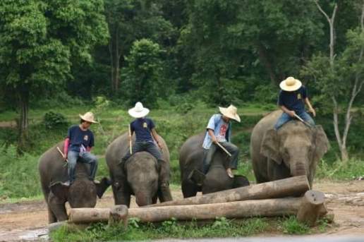 Asian elephants demonstration as working animals