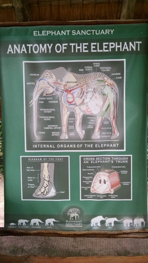 Elephant anatomy diagram