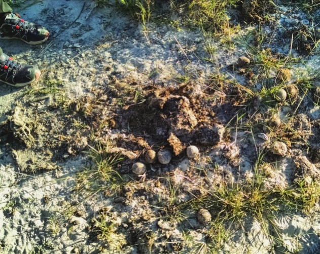 Animal dung gives clues to possible nearby wildlife